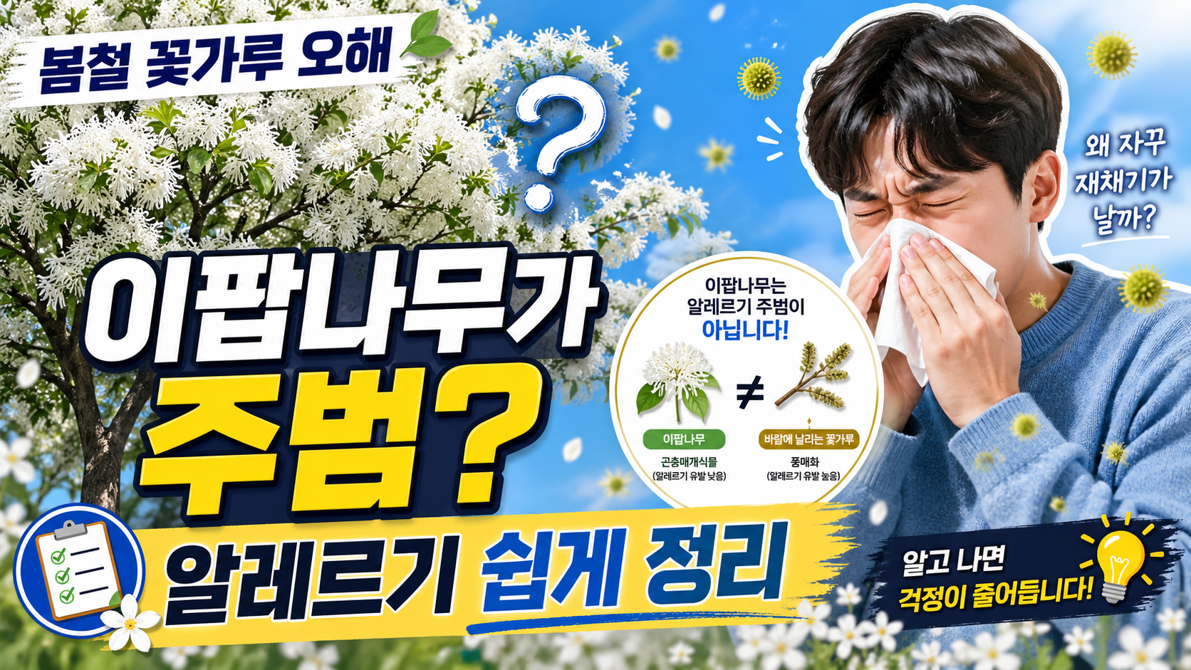 하얀 이팝나무가 알레르기 주범? 봄철 꽃가루 오해 쉽게 정리