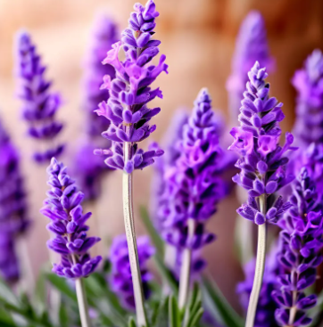 동해 무릉별유천지 라벤더축제