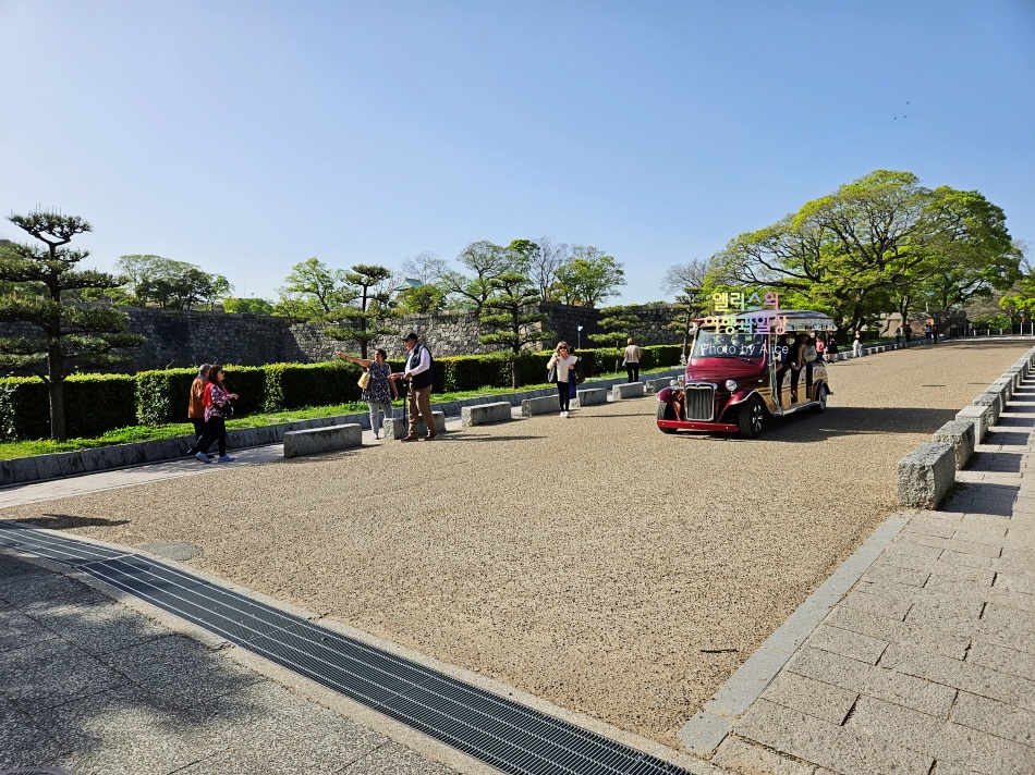 오사카 자유여행, 오사카성 겹벚꽃 활짝 위치 만개 상황