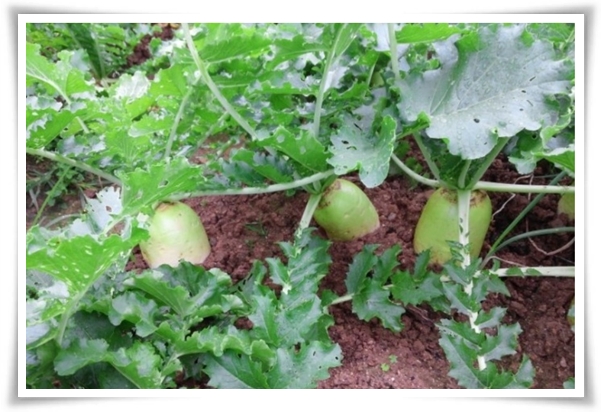 "남은 김장 무 보관법" 땅속에 묻기/냉장/냉동 등 오래 보관하는 법!