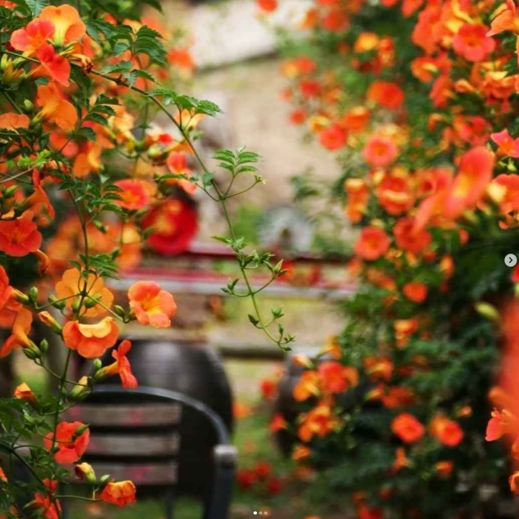 비체올린 능소화축제