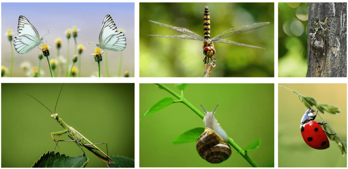 곤충-종류-모음