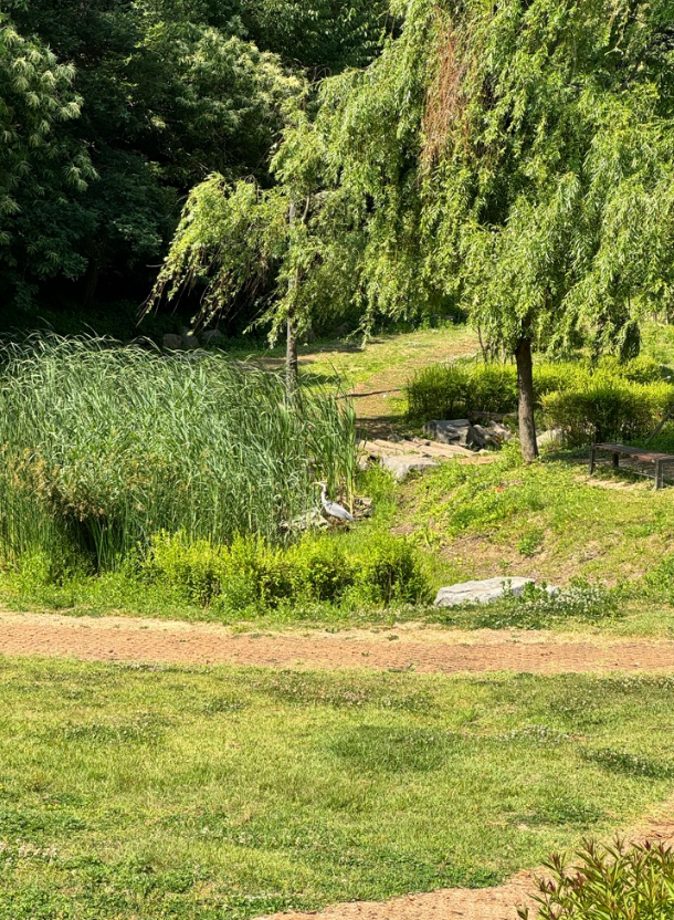 왜가리 사진입니다.