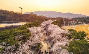 벚꽃길을 위에서 본 모습