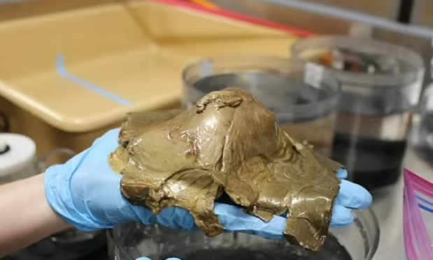 심해에서 발견된 괴물체 '황금 알'...미스터리 심해 생물 것? VIDEO: Scientists puzzled by gold orb found on the Alaskan seabed