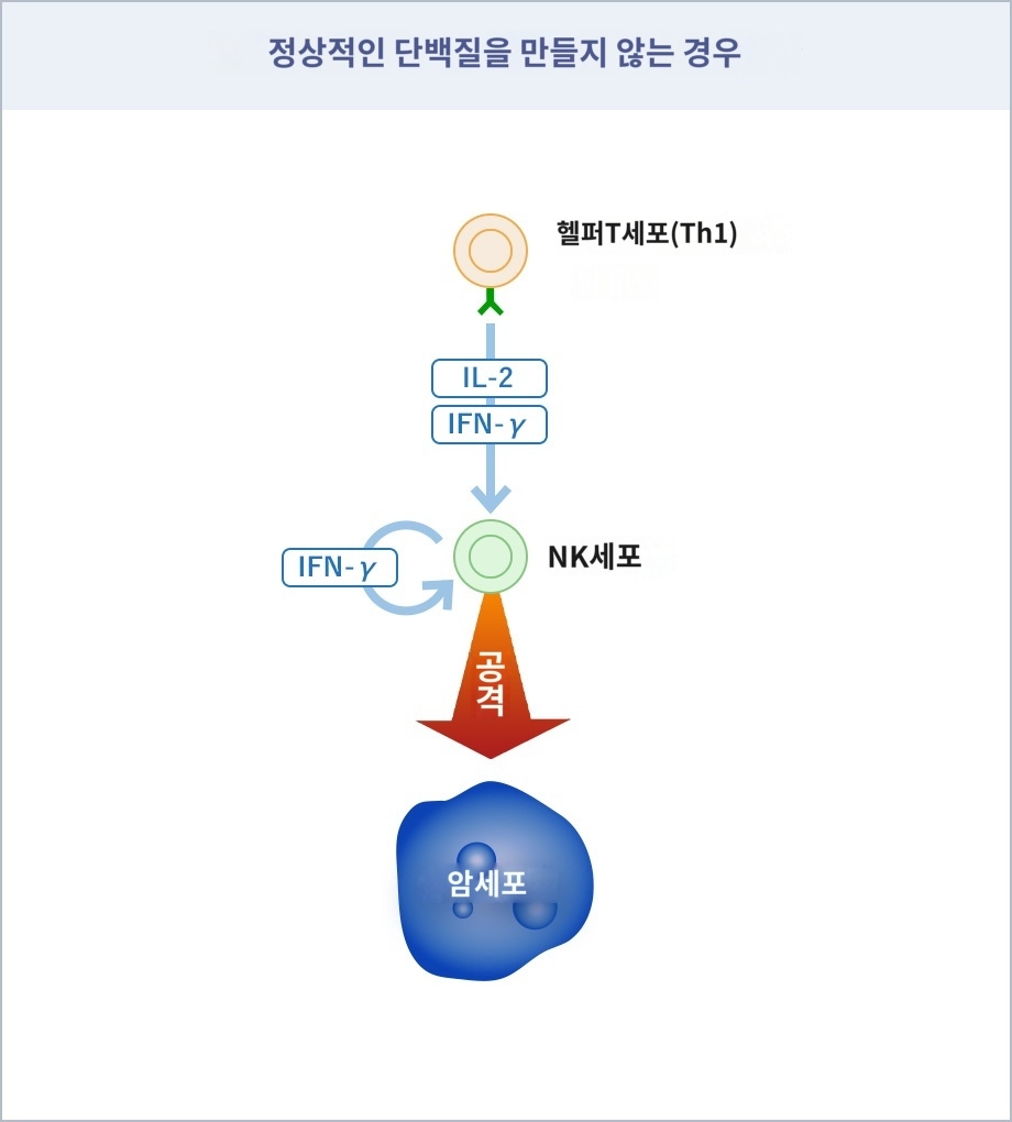 NK세포 암 예방 일본 치료에 대하여