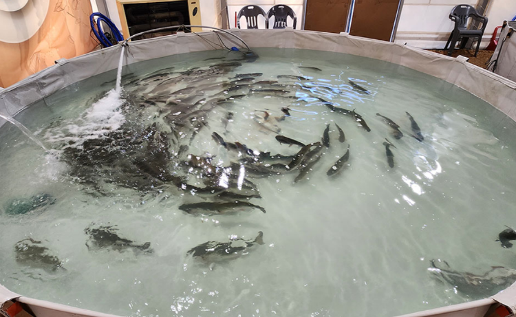 포천 백운계곡 동장군축제