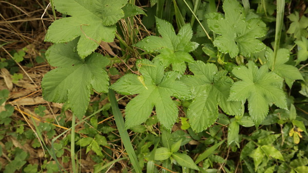 환삼덩굴 식용 약용 유용