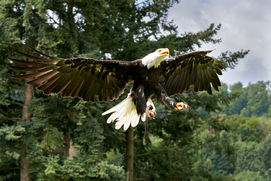 Eagles