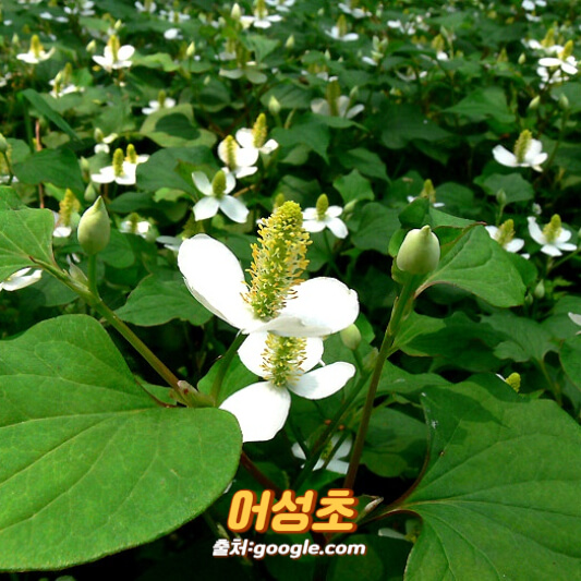 어성초