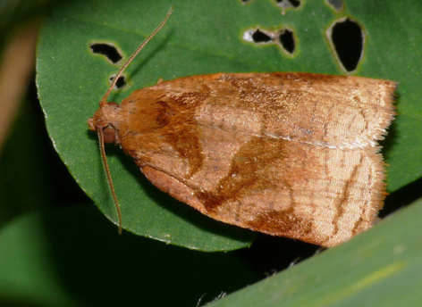 들깨 심는시기(파종시기, 심기방법, 재배방법, 수확하기) 깻잎키우기 총정리!