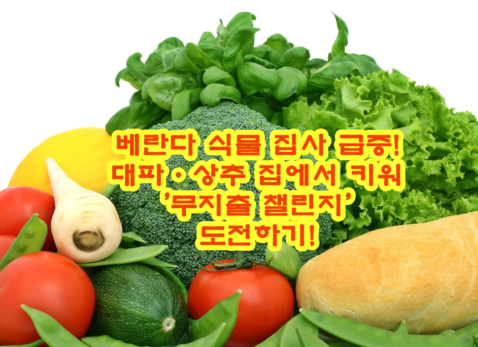 베란다 식물 집사 급증! 대파·상추 집에서 키워 '무지출 챌린지' 도전하기