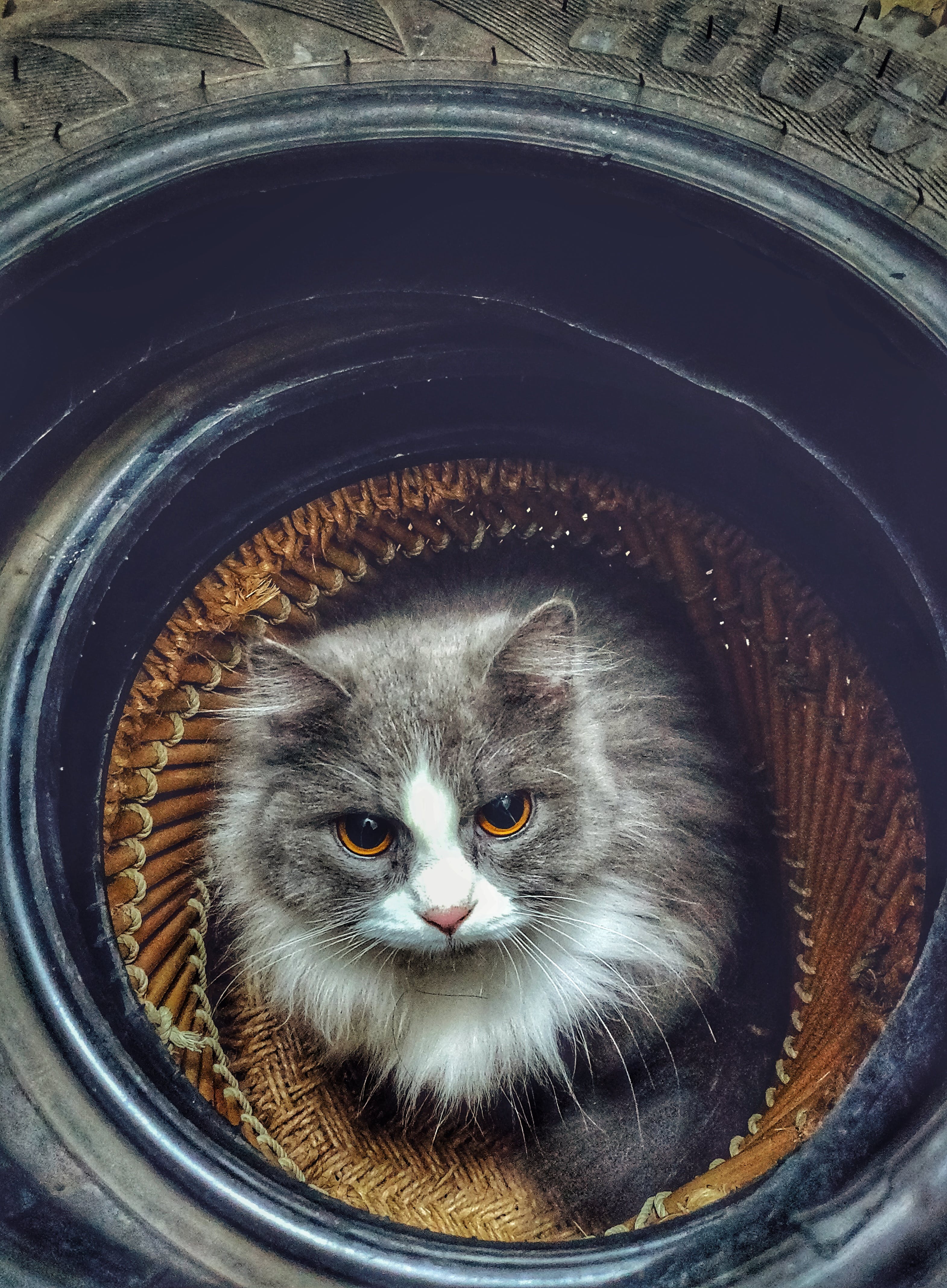 고양이