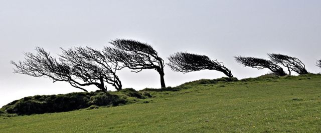미스트랄에 휘어진 나무들