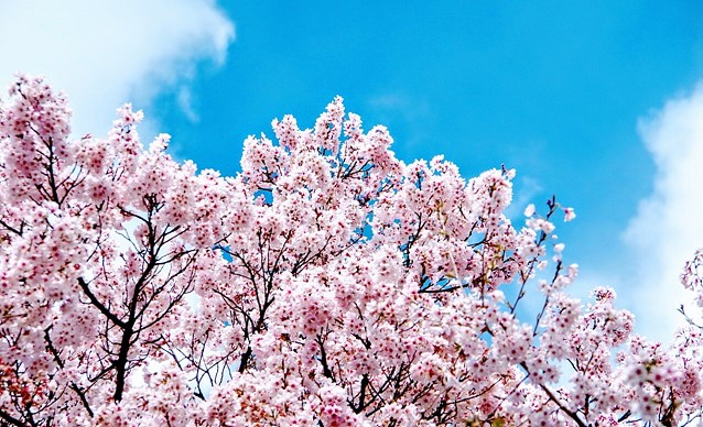 벚꽃 개화시기 2025 벚꽃축제 벚꽃명소 벚꽃산악회