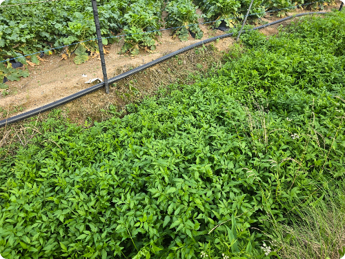 미나리 공짜로 기러서 먹기