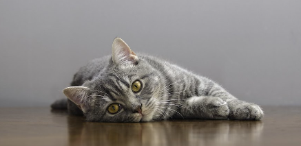 바닥에 누워 이쪽을 보는 고양이.