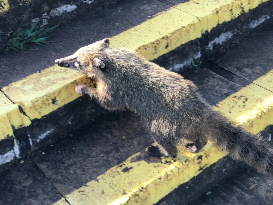 아르헨티나 이과수 국립공원 계단에서 이동 중인 코아티(Coati / Nasua nasua) 실제 촬영 사진