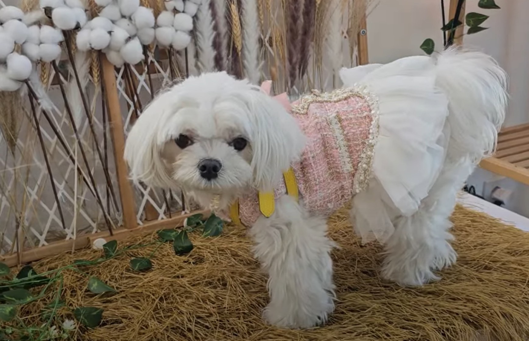 조댕이네 카페 포토존