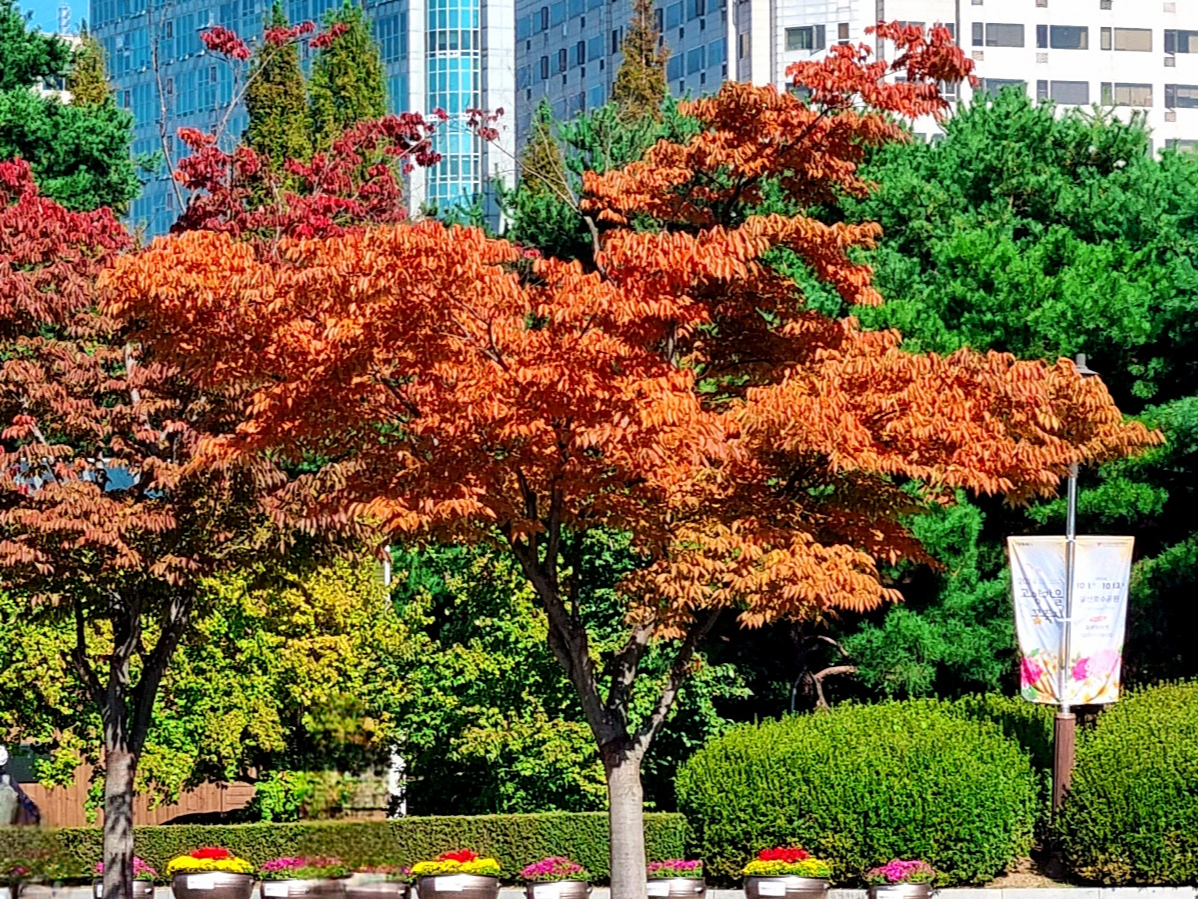 서울 근교 가을꽃 만발한, 경기도 고양시 강매석교공원 창릉천 코스모스축제
