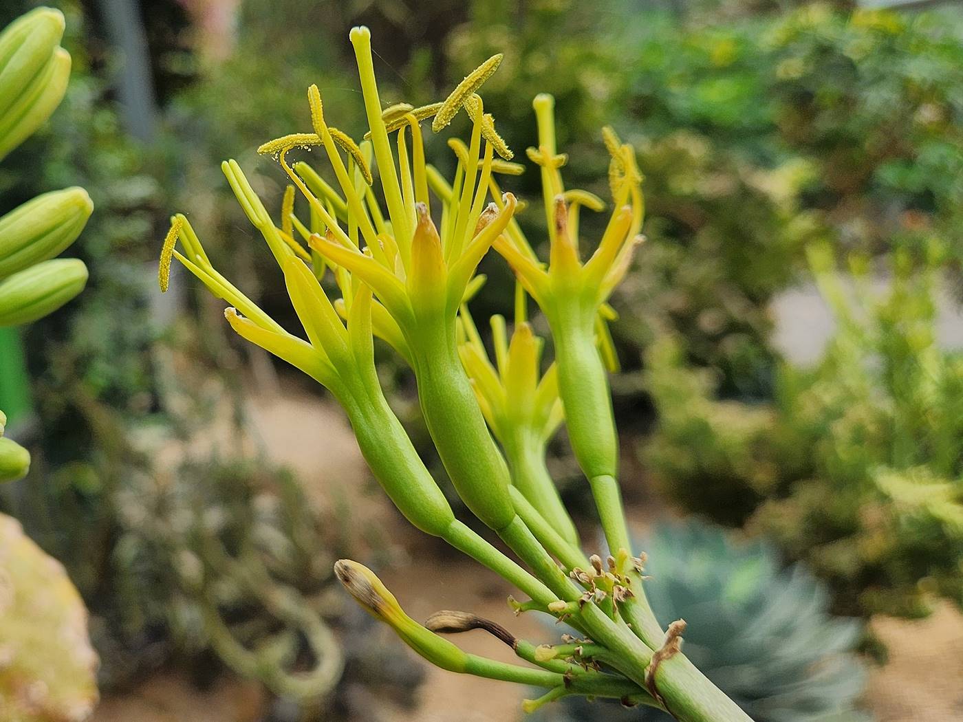 길상천 용설란 Mescal agave