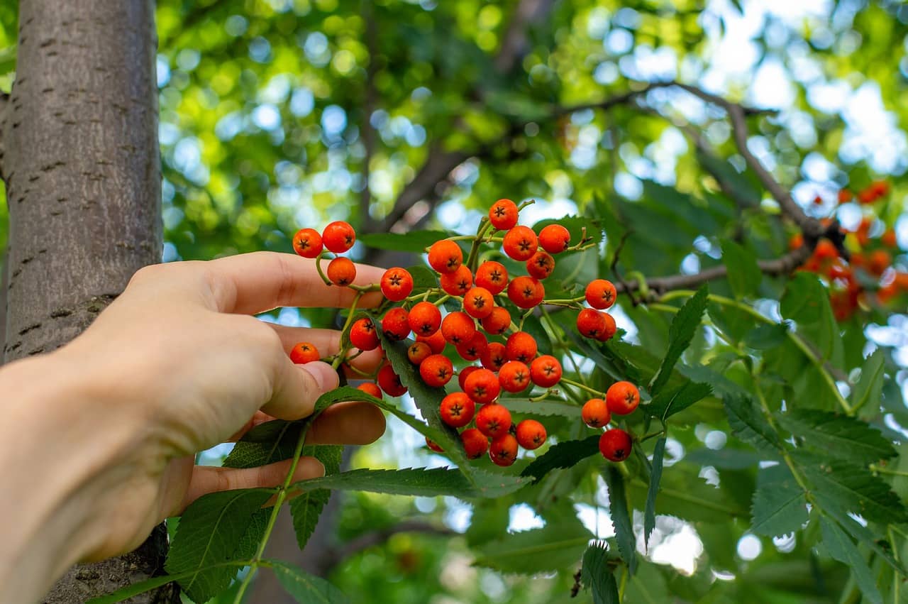 관절염증치료에 좋은 마가목 효능, 부작용, 복용방법