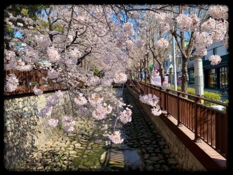 매화가 유명한 전국 여행지 톱 5