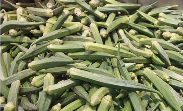 건강 채소 오크라의 모든 것