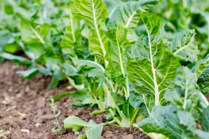 품격 있는 봄 제철 요리: 두릅적 칼색 살리는 손질법과 소고기 밑간 황금 비율