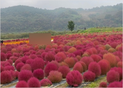 경기도 가을꽃 추천여행지 BEST 4