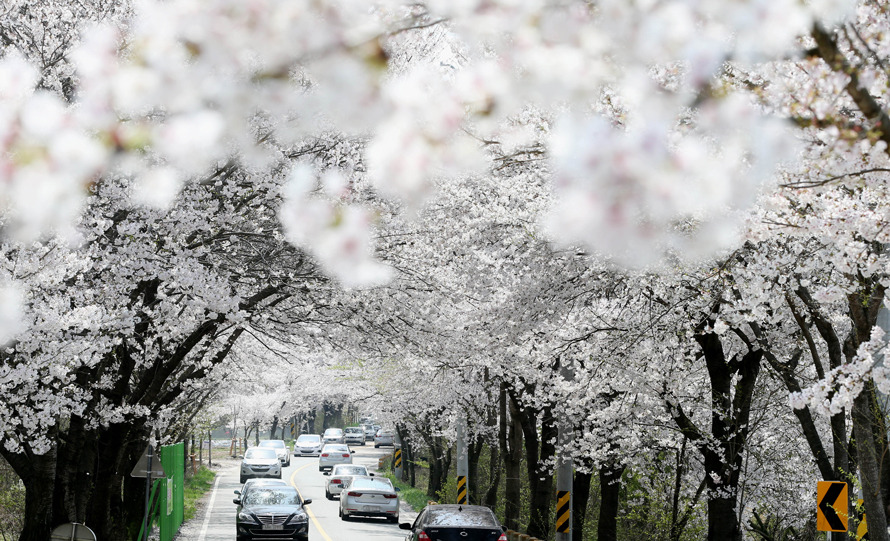 대청호 벚꽃축제 일정 맛집 가이드