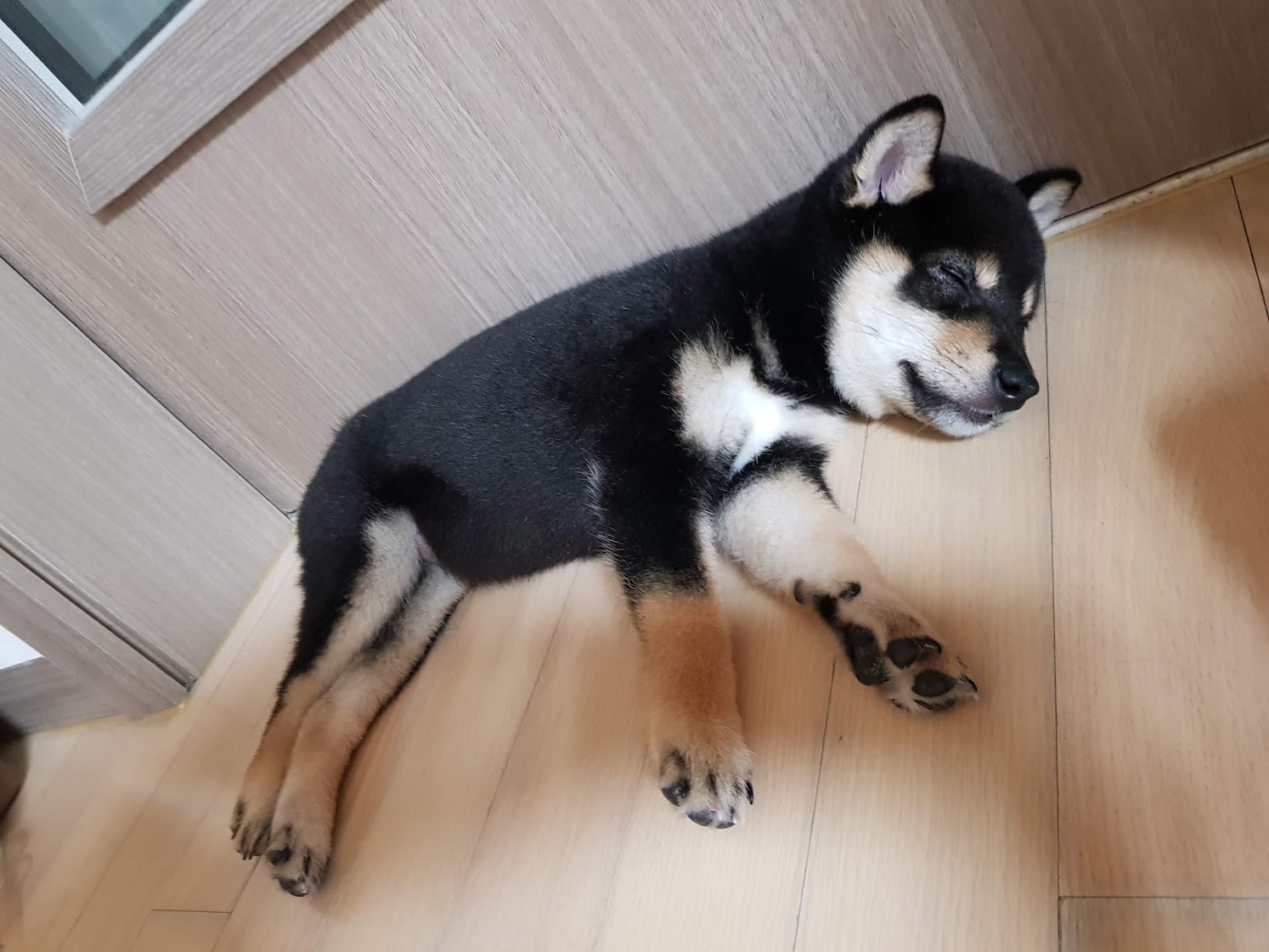 누워서 자고 있는 귀여운 강아지