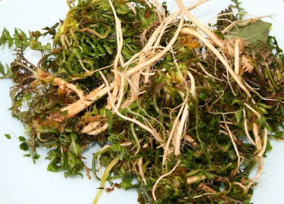 냉이 효능 먹는법 보관법