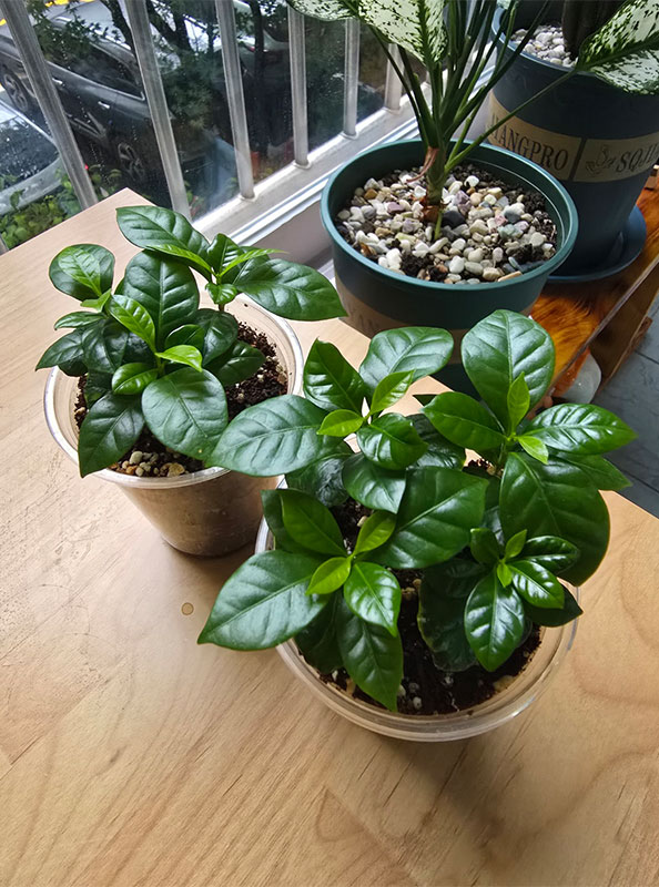 나의 이쁜이들 커피 나무 일곱 그루