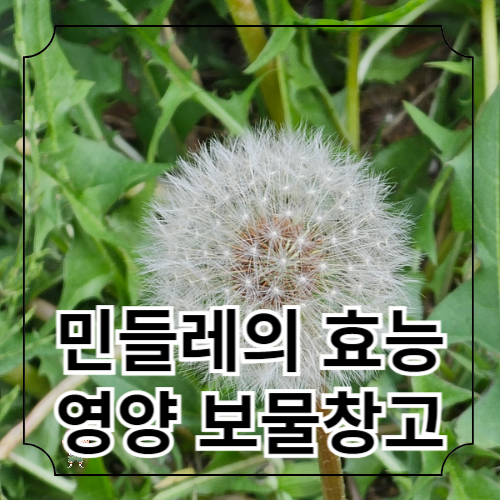 민들레의 효능 활용