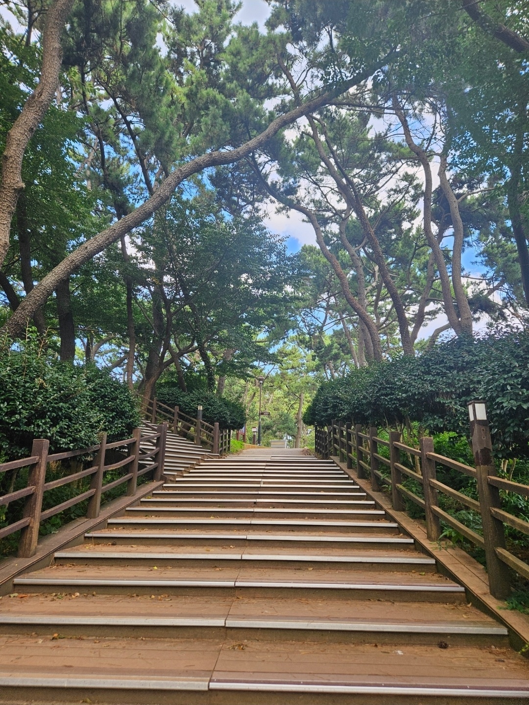 보리꽃 주변풍경3