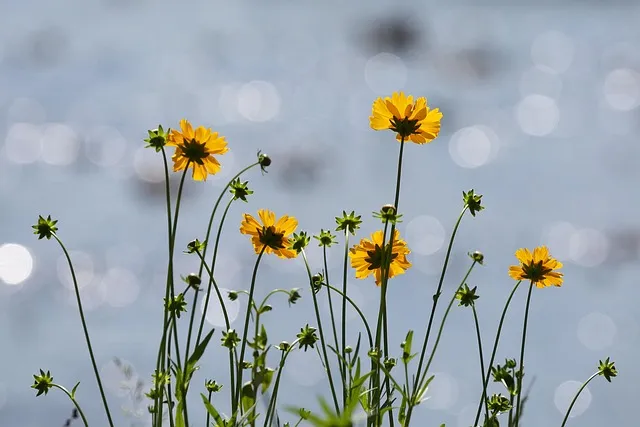 함안 악양생태공원 금계국 개화 시기와 사진 촬영 팁_3
