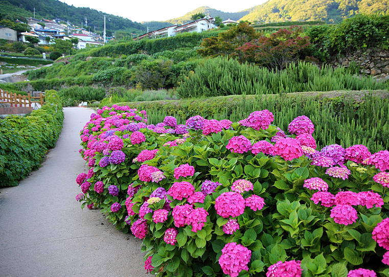 남해 다랭이마을 수국길