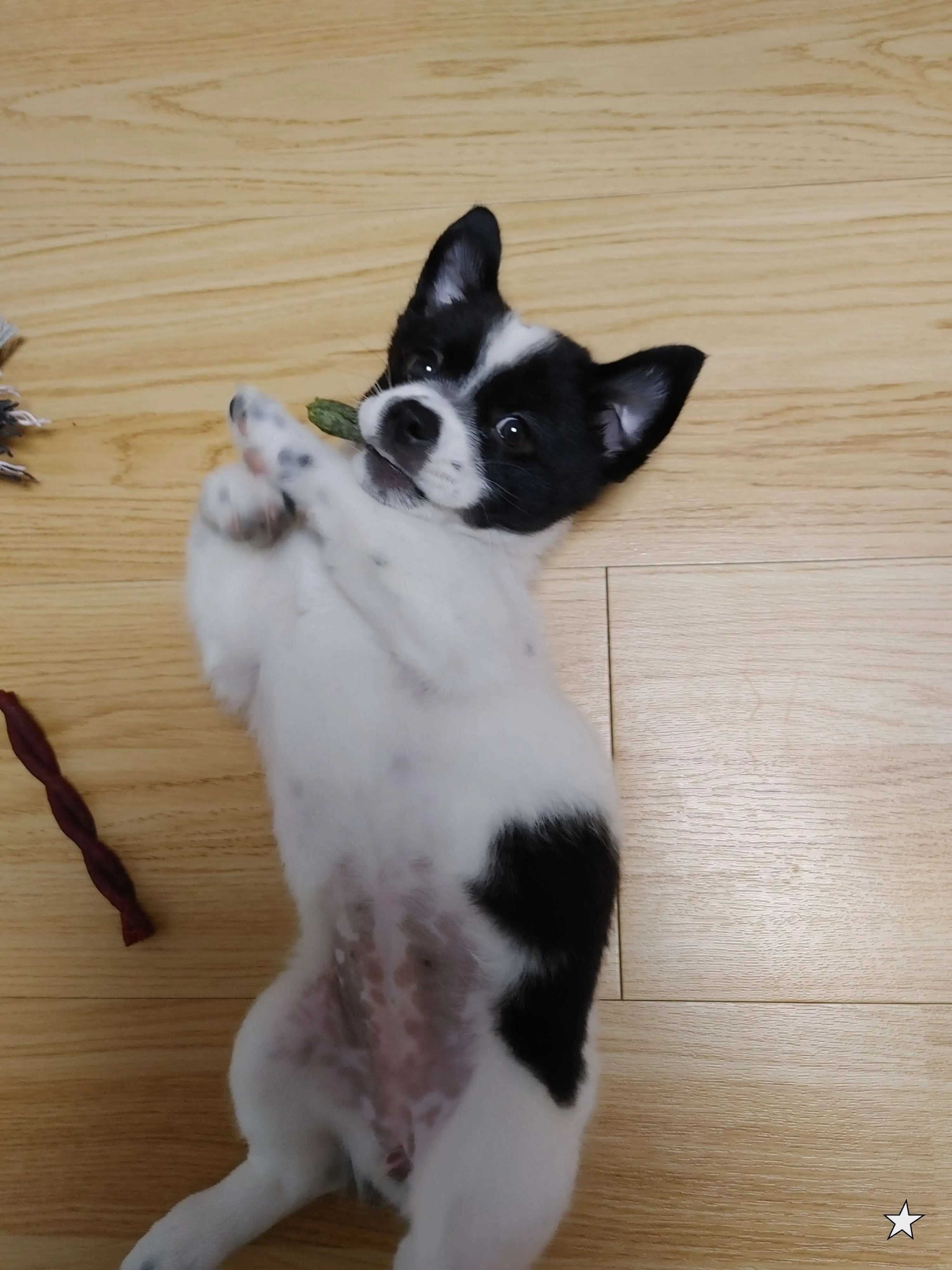 배를 보이며 만세 자세로 누워 간식을 물고있는 아기 강아지 행복이