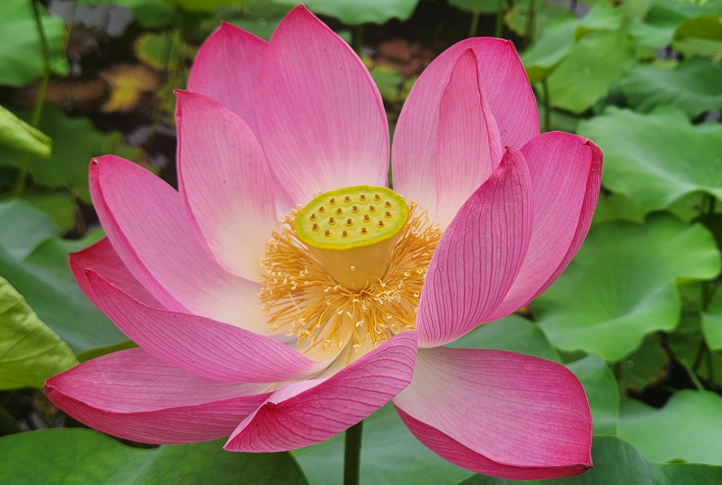 불교적 상징성을 지닌 연꽃 사진