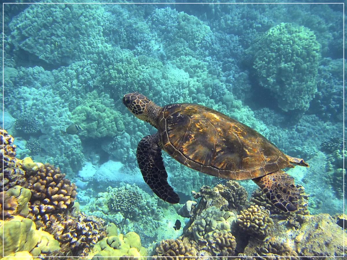 하와이-해양액티비티-거북이