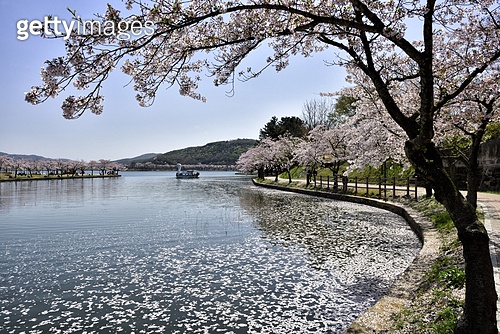 경주 보문단지 벚꽃