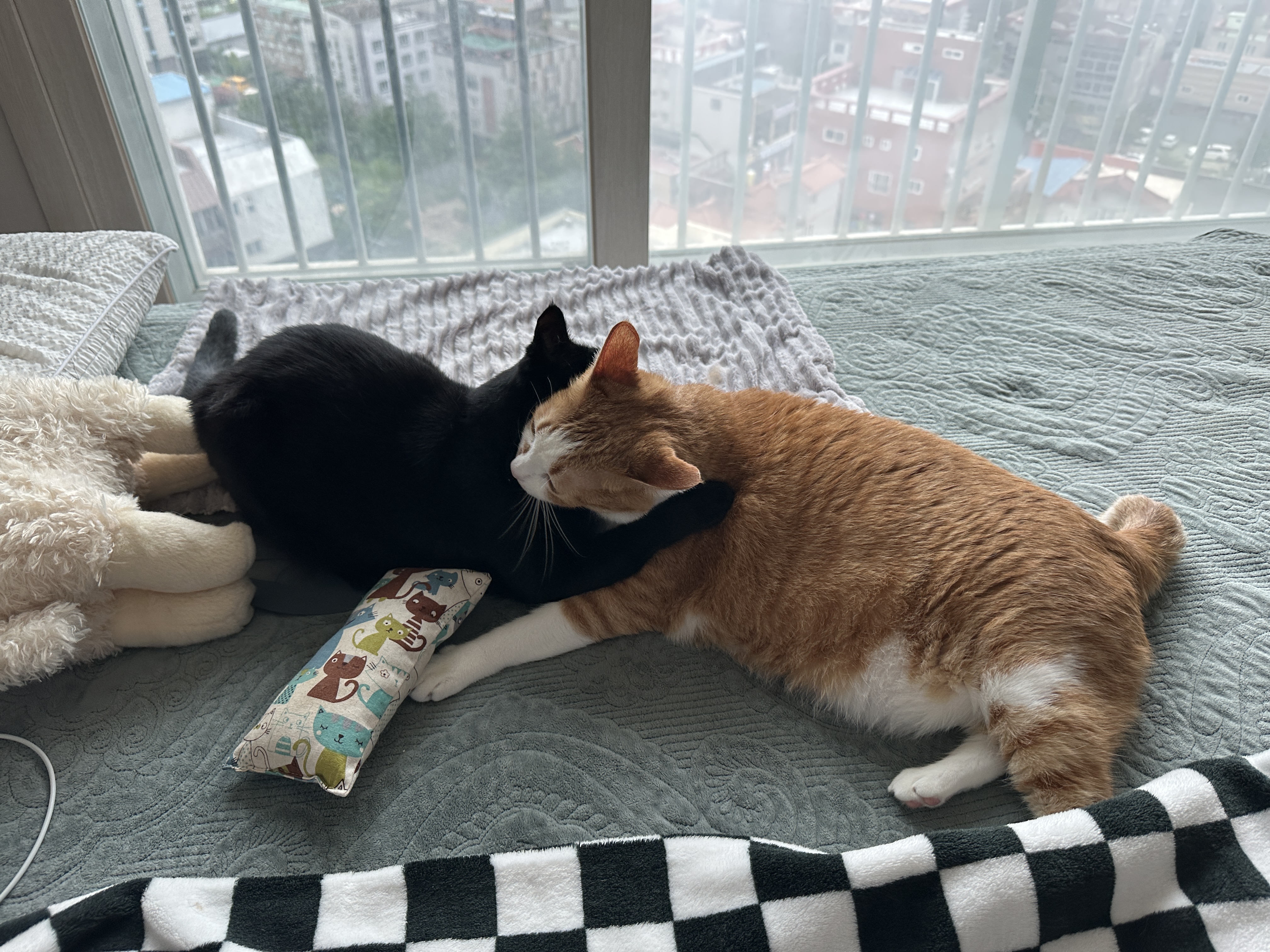 올블랙고양이_건이와_치즈냥이_호야