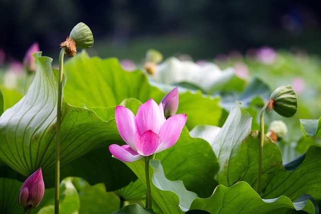 연성 관곡지 연꽃축제 