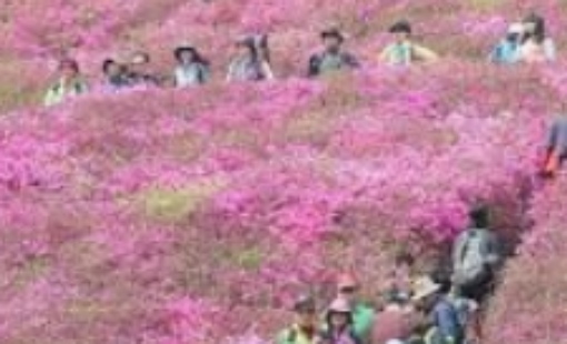 군포 철쭉축제