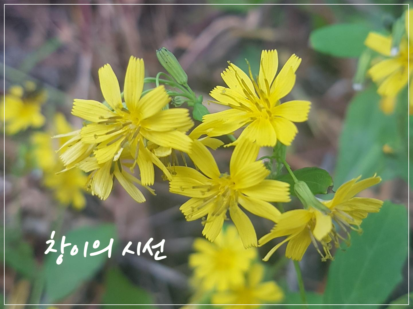 야생화 이고들빼기 꽃말