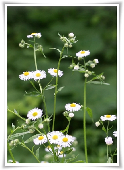&quot;망초와 개망초를 아시나요?&quot; 자연의 보물, 그 놀라운 비밀!