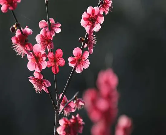 매화 정보화마을