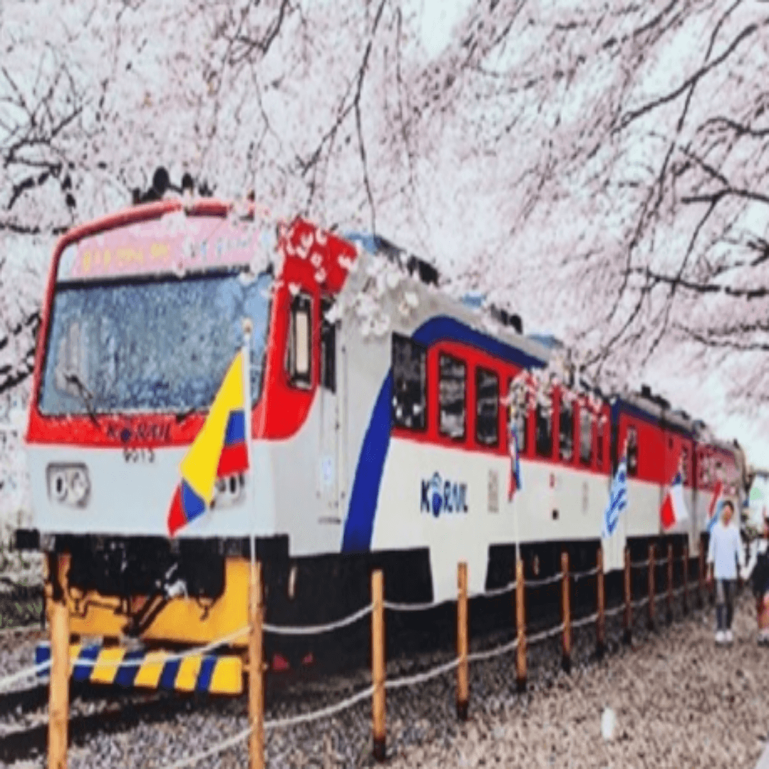 https://www.kkday.com/ko/product/18772-seoul-jinhae-cherry-blossom-festival-korea