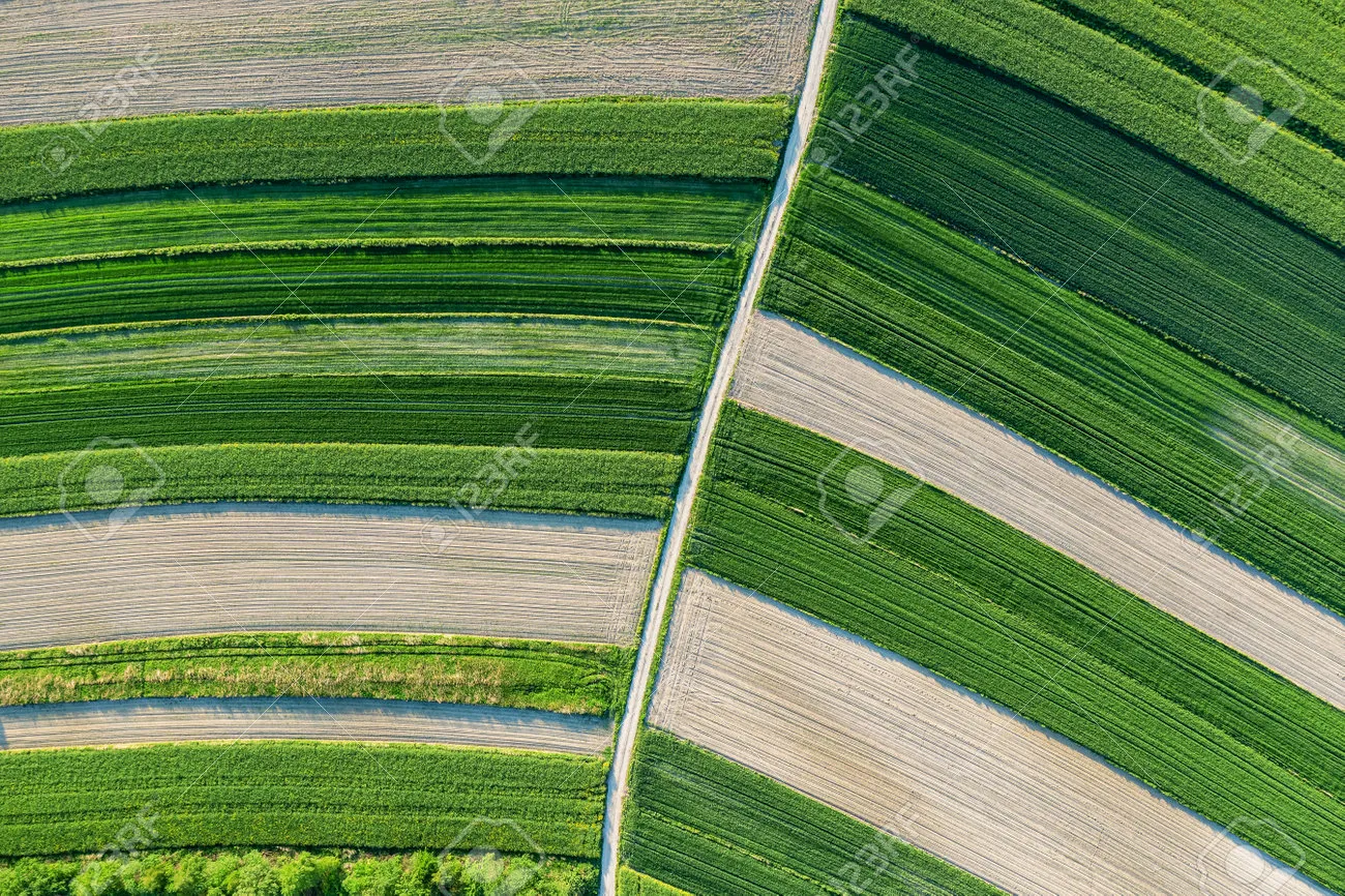 유채 재배 가을 파종 겨울 보온 봄 개화_7